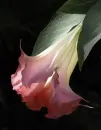 Flower background