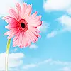 Flower background