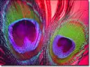 colorful-peacock-eyes