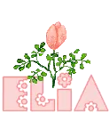 Flower - Elia