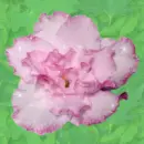 Background-Flower