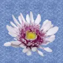 Background-Flower