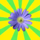 Background-Flower