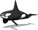 Orca