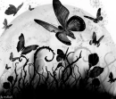 Black Butterflyes