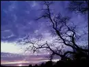 Purple Sky