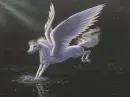 Pegasus