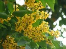 padauk
