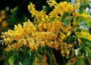 padauk1