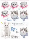 cute cat