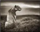 Cat background