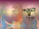 Cat background