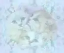 catsbackground