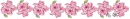 Roses Divider