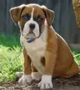 th_machotheboxer