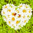 blooming heart