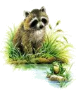 racoon