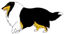 collie