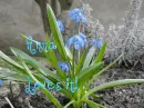 kwiat,  niebieski, Flower, blue