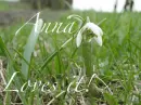 Kwiat, przebiÅ›nieg, biaÅ‚y, Flower, snowdrop, white, Anna