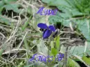 Kwiat, fioÅ‚ek, fioletowy, Flower, violet, purple, Anna