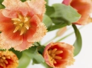 Colorful Flower