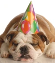 Happy Birthday Dog