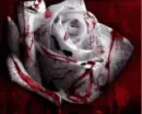 Blood