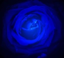blue rose
