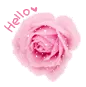 pink rose