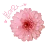 pink flower