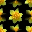 yellow flowers.
