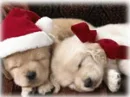 Cute Chrismas dogs