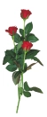 Background Roses