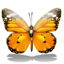 butterflys