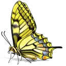 butterfly