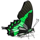 butterfly