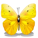 yellow butterfly