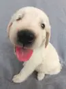 Blinking dog