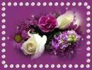 Violets