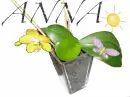 kwiat, Flower, Anna Loves it
