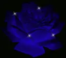 Blue Roses