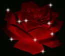 Red Roses