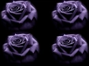 Rose... 