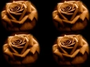 Rose ...