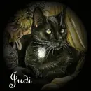 Judi