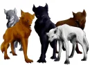 Wolf Pack