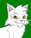 kitteh