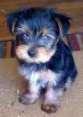 Puppies