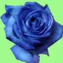 Blue Rose